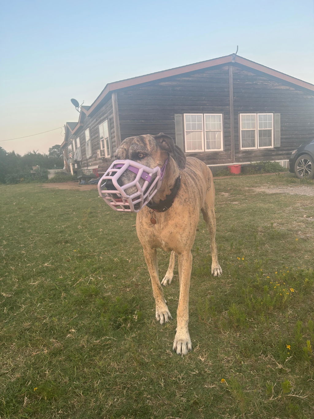 Size Sunny Dog Muzzle- Made to order muzzle with colour customisation