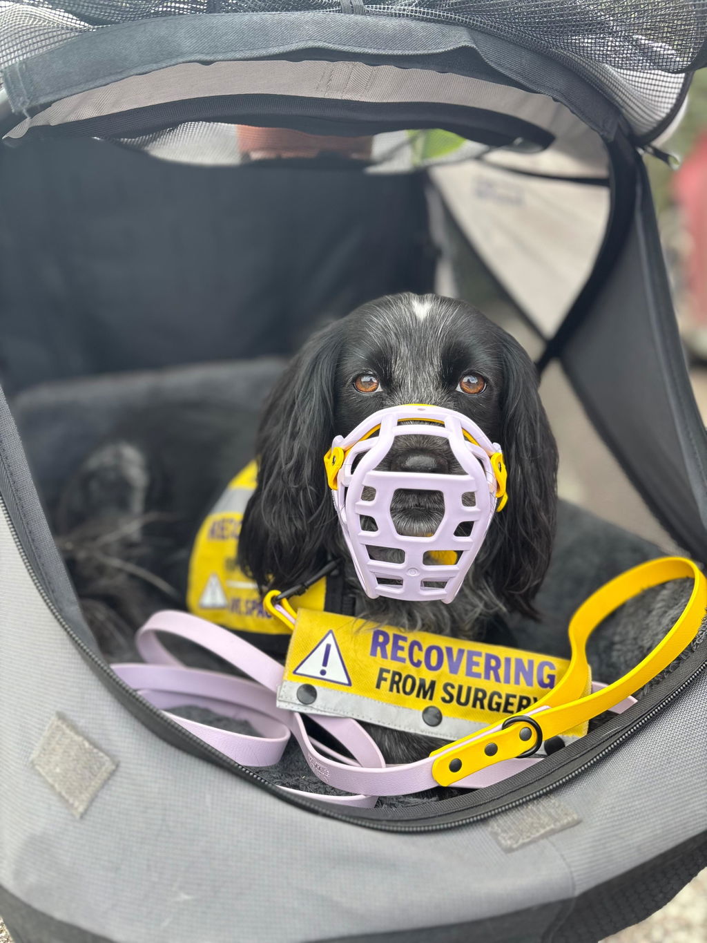 Size Mia Dog Muzzle - Made to order muzzle with colour customisation
