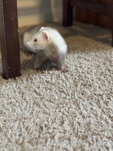 Colby Armstrong review photo