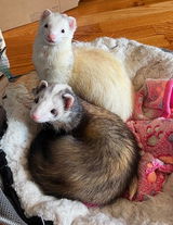 Ferret Michi Mom review photo