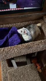 Ferret Michi Mom review photo