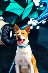 Archie the doberman review photo