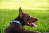 Archie the doberman review photo