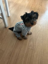 Chanty review photo