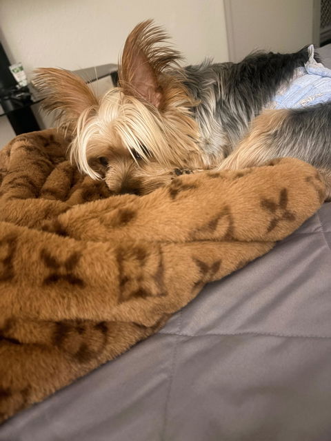 Furry Vuiton Blanket