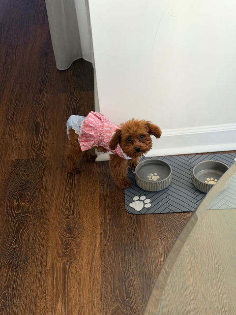 Dogior Prep Dress