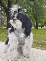 Clara the shihpoo review photo
