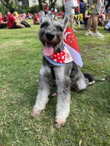 Paws Up For SG! - Red Star Duo Tone Baby Blue Bandana