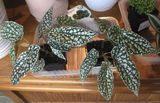 Jennifer C. review photo