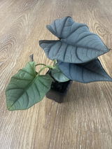 avel timbreza review photo