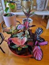Fran review photo
