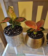 Fran review photo