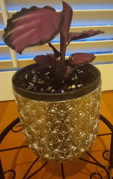 Fran review photo