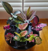 Fran review photo