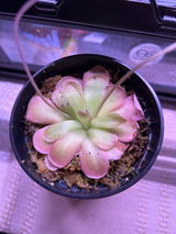 Julia review photo