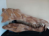 Patrick at Expedition Dinosaur review photo