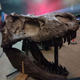 Patrick at Expedition Dinosaur review photo