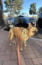GUS THE FRENCHIE review photo