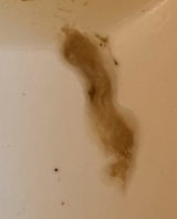 Anni Schmuelling review photo