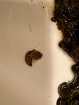 Anni Schmuelling review photo