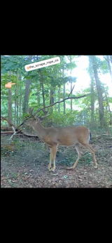 Island Wide Whitetail Management review photo