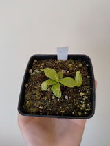 A.H. review photo