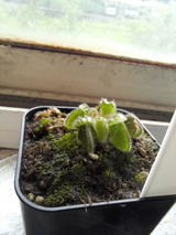 vighnesh N V review photo