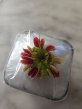 Rishi review photo
