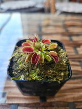 Rishi review photo