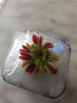 Rishi review photo
