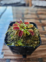 Rishi review photo