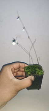 Abhinav Shankar review photo