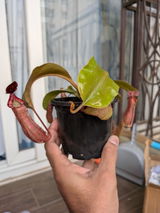 Girish Venkatraman review photo