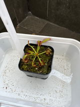 Roopali Agrawal review photo