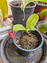 Girish Venkatraman review photo