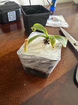 Irina review photo