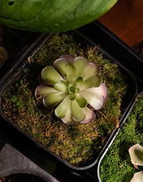 Atreyee review photo