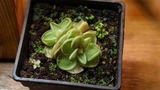 Atreyee review photo