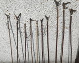 Steve Burness:Highland Staghorn Hiking Sticks review photo
