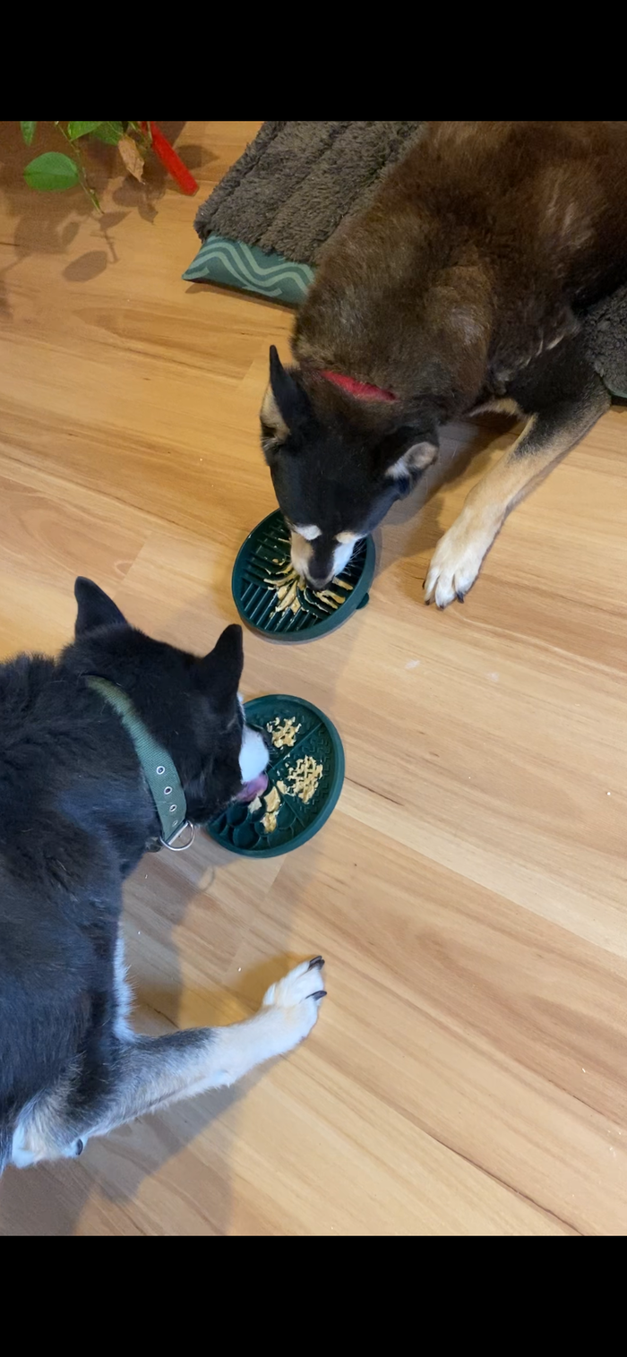 Megan's dogs with their Sniff products