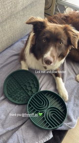 Izzie TheCollie review photo