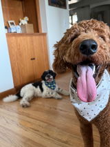 Chief and Oakley 🐾 review photo