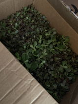 Brittani C. review photo