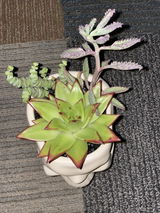 ARIANA A. review photo