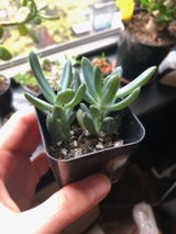Erin review photo