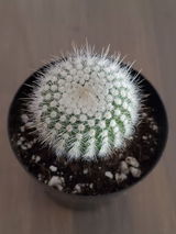 Maegan review photo