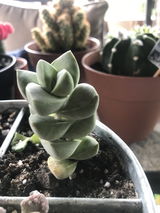 sierra k. review photo