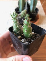 Erin review photo