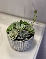 Lynnette review photo