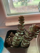 C. review photo